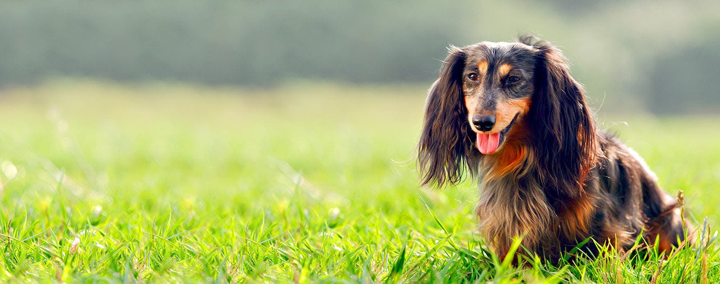 A Good Ghost Dog Name